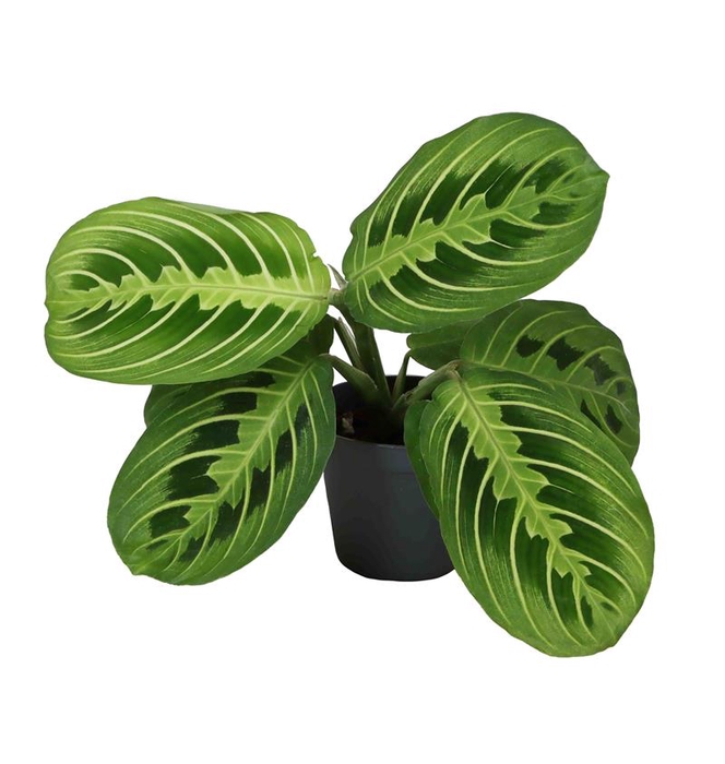 CALATHEA HYBRIDA P6 LEMON LIME