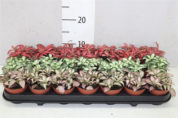 <h4>Fittonia Gemengd</h4>