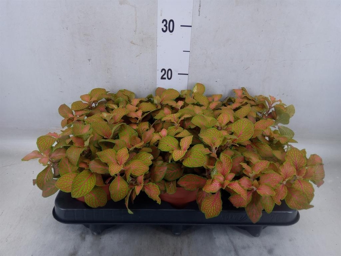 <h4>Fittonia   ...</h4>