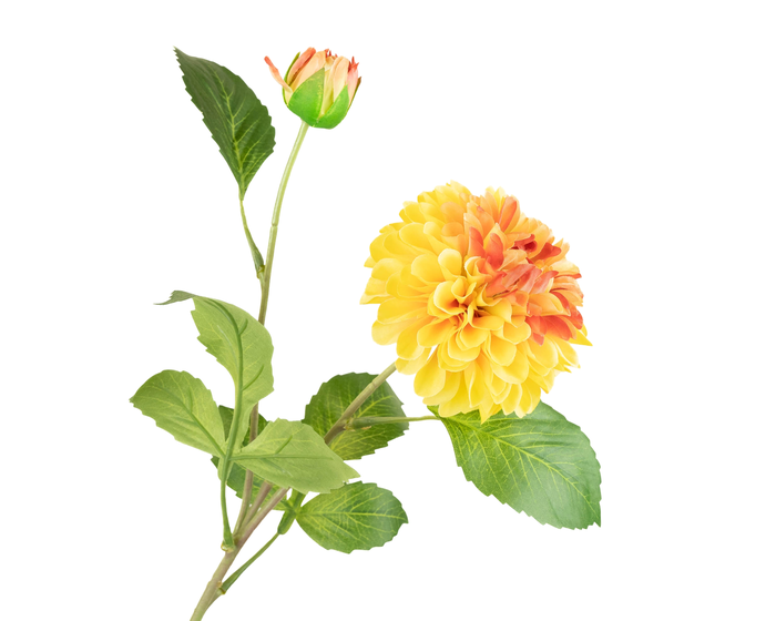 <h4>Dahlia Yellow Orange</h4>