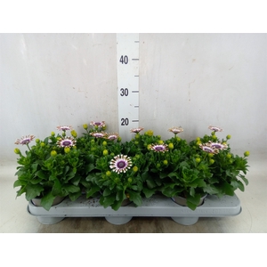 Osteospermum  'Margarita Whit Spoo'