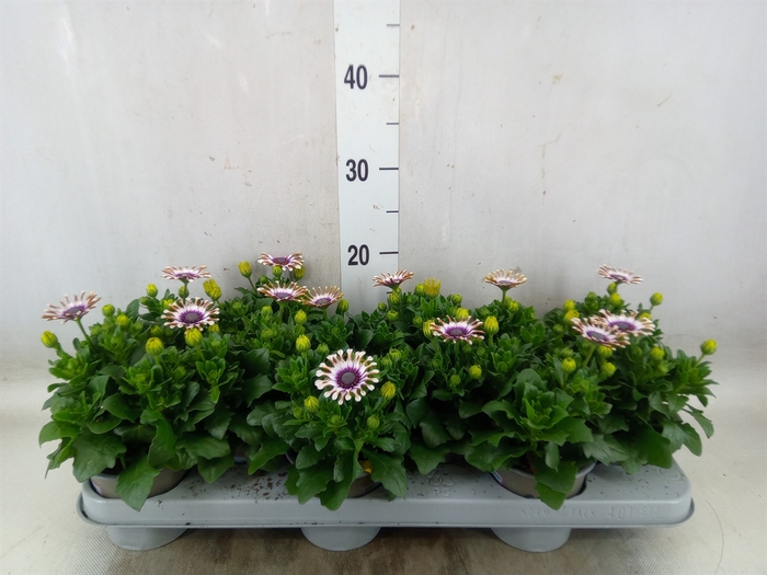 <h4>Osteospermum  'Margarita Whit Spoo'</h4>