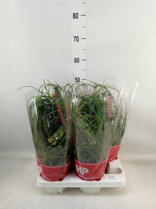<h4>Rhipsalis floccosa</h4>