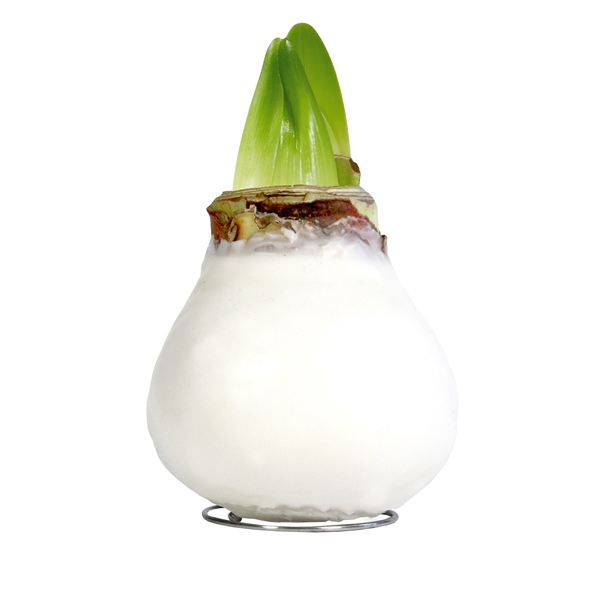 <h4>Amaryllis TOW Gloss White 6x1, rode bloem, Tray 236</h4>
