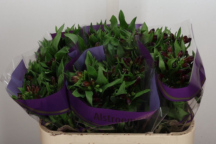 <h4>Alstroemeria  'Rumba'</h4>