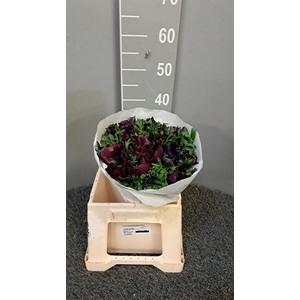 Anem Mistral Bordeaux