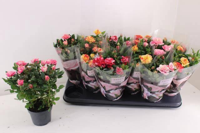 <h4>RO VICTORY GEM</h4>