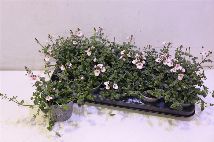 <h4>Dias Piccad Applebl</h4>