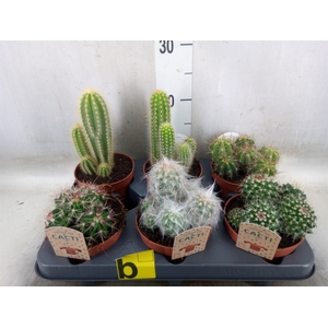 Cactus   ...mix