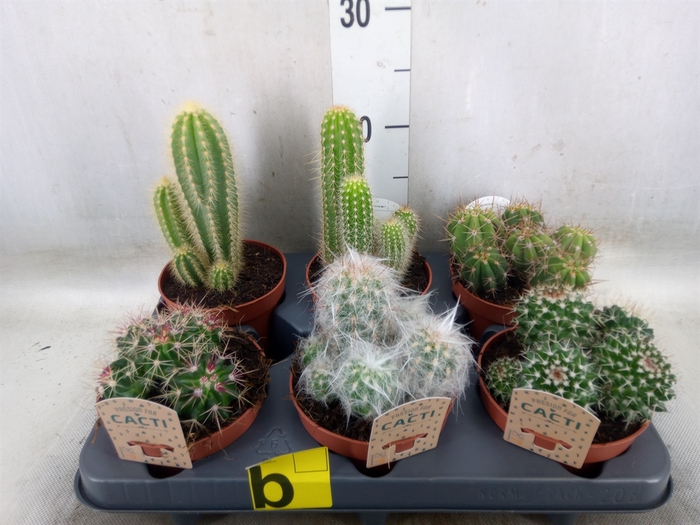 <h4>Cactus   ...mix</h4>