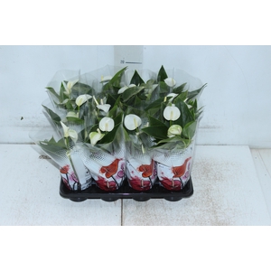 ANTHURIUM BRANCO P06