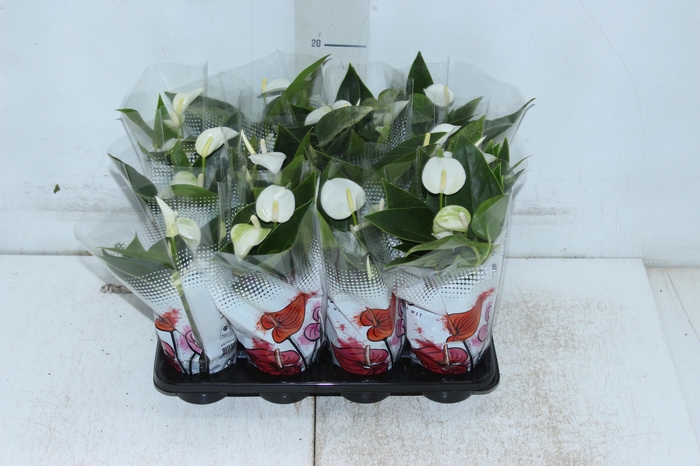 <h4>ANTHURIUM BRANCO P06</h4>