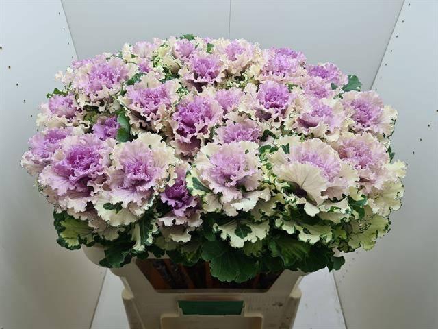 <h4>BRASS CRANE RU ROSE</h4>