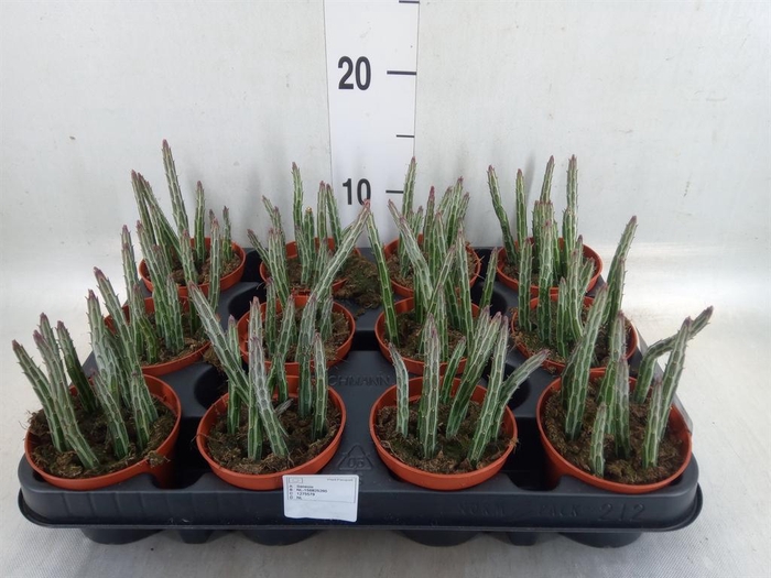 <h4>Senecio   ...</h4>