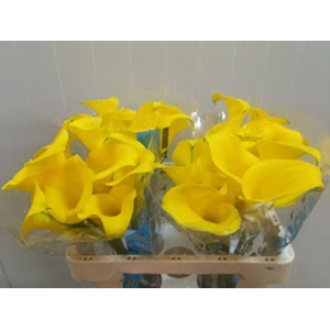 Calla Golden Nugget