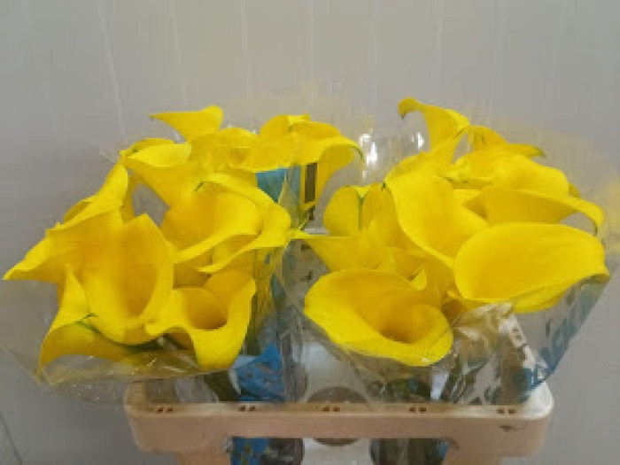 <h4>Calla Golden Nugget</h4>