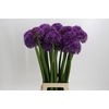 Allium Globemaster