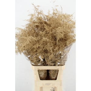 Asp IT L.Getopt Ant. Goud