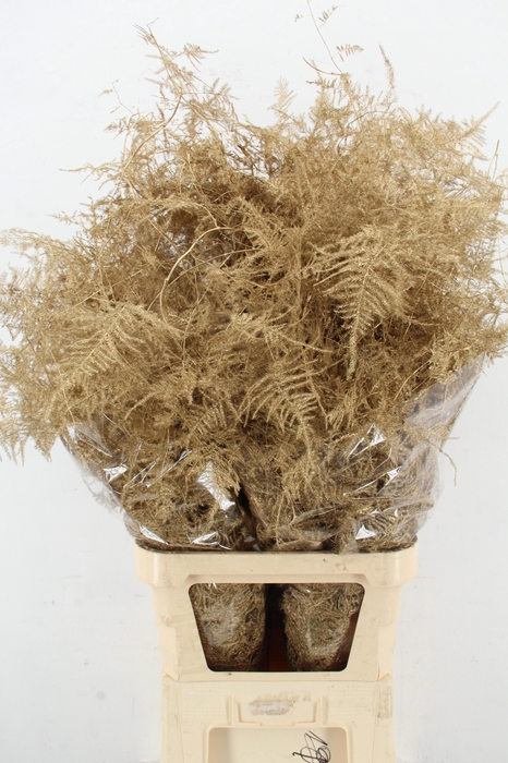 <h4>Asp IT L.Getopt Ant. Goud</h4>