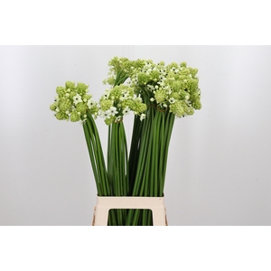 Ornithogalum Saundersiae