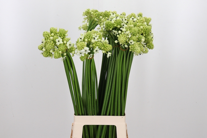 <h4>Ornithogalum Saundersiae</h4>