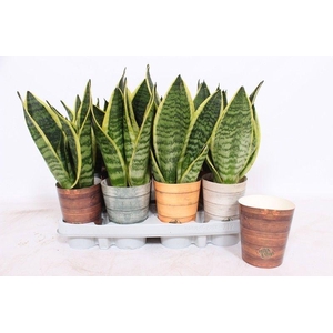 Sansevieria Superba in Rough & Tough cup