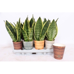 Sansevieria Superba in Rough & Tough cup