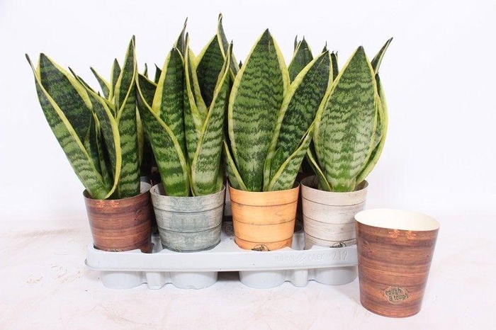 <h4>Sansevieria Superba in Rough & Tough cup</h4>