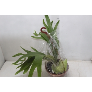 PLATYCERIUM ALCICORN C21