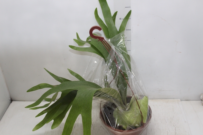 <h4>PLATYCERIUM ALCICORN C21</h4>