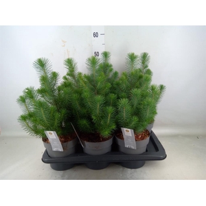 Pinus pinea 'Silver Crest'