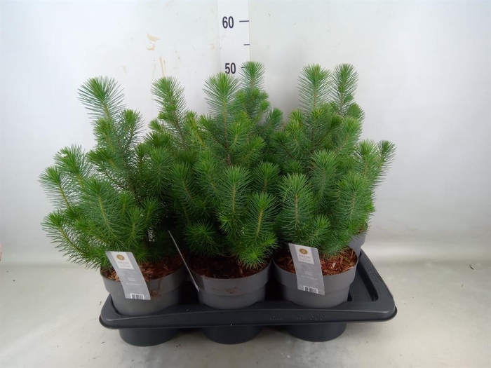 <h4>Pinus pinea 'Silver Crest'</h4>