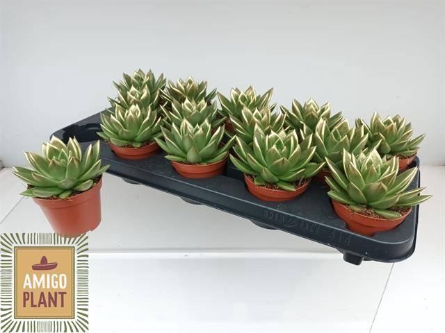 <h4>ECHEV MIRANDA</h4>