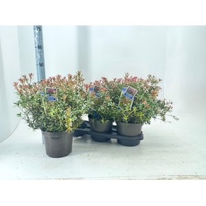 PIERIS JA L HEATH