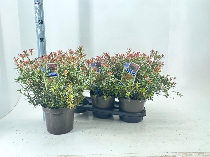 <h4>PIERIS JA L HEATH</h4>