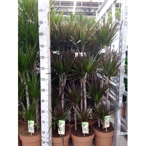 Dracaena marg. 'Magenta'