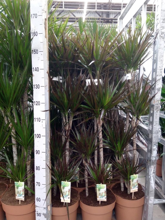 <h4>Dracaena marg. 'Magenta'</h4>