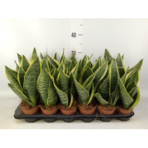 Sansevieria trifa. 'Futura Superba'