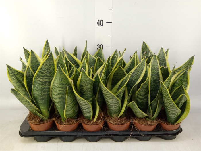 <h4>Sansevieria trifa. 'Futura Superba'</h4>