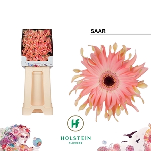 Gerbera Pasta Saar Diamond