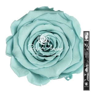 60cm Stem Blu02