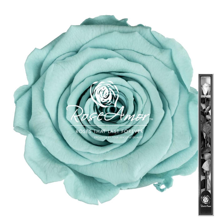60cm Stem Blu02