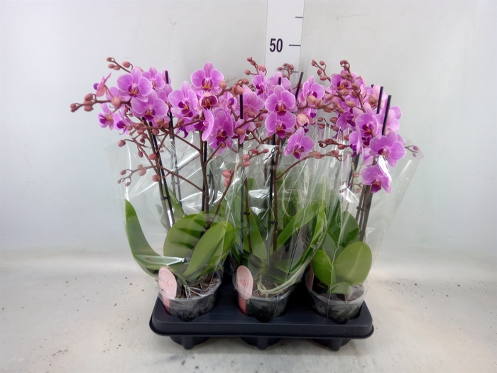 <h4>Phalaenopsis multi.   ...rose</h4>