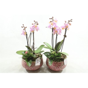 C122 AURORA HARD PINK