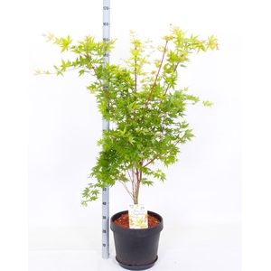 ACER PA SANGOKAKU