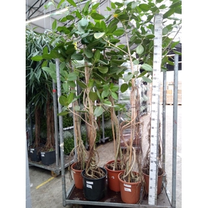 Ficus benghalensis 'Audrey'