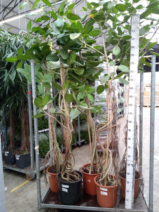 <h4>Ficus benghalensis 'Audrey'</h4>