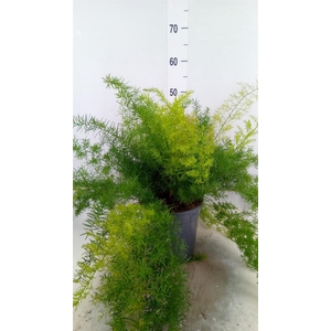 Asparagus dens. 'Sprengeri'