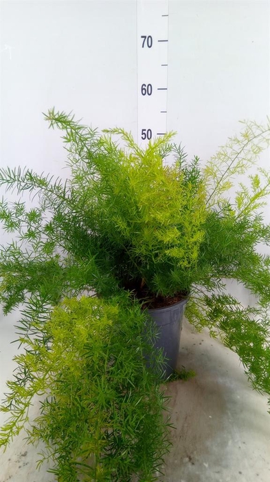 <h4>Asparagus dens. 'Sprengeri'</h4>