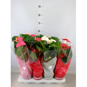 Anthurium   ...mix 4